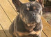 Beautiful female French Bulldog
