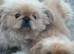 Pekingnese part-colour rare apricot & white 13 months