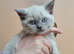 British Shorthair Kittens