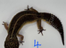 2024 black night leopard gecko female group