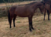 Reg new forest gelding