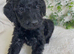 STUNNING DNA TESTED GOLDENDOODLES