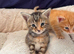 Gorgeous Maine Coon Kittens