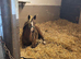 Stunning Filly to make 15.2hh