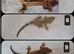 Cute Baby Cresties