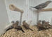 Silverbills