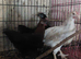 Chickens 11 weeks