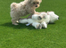 Asian type toy poodle mam Korean Maltese dad Maltipoo little cream stunning show quality