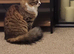 Fluffy