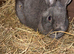 Netherlands Dwarf