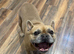 Free French Bulldog to good home