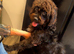 Beautiful cockapoo