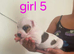 Adorable Puppies Staffordshire Bull Terrier