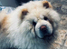 Male cream chow chow for sale