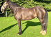 Chocolate Dun Irish Gelding