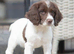KC registered Springer spaniels puppies