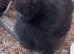 Silkie bantam females
