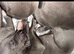 Kc registered blue puppies