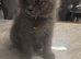 British shorthair
