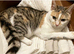 Female cat for rehoming