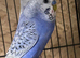 Nice budgies