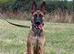 Mali/Dutch Female 7 Months Old BRN 56036