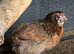 Chickens for sale