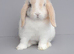 Mini lop rabbits ready now