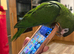 2x hand reared silly tame  Hahns macaw!!