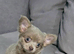 Gorgeous long coat chihuahua