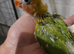 Lovebirds