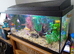 Fish tank and five goldfish.