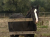 Beautiful dun bay filly 4 white socks to make 14.2
