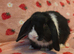 Mini lop Does 9weeks