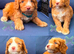 F1 apricot and fox red mini cockapoos 30 dna health tested clear