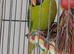 Plumhead Parakeets x 2