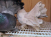 Indian Fantail