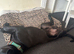 Cane corso 7 month old male puppy