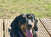 Female Dachshund FOR SALE 1 year old