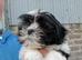 Lhasa X shihtzu pups