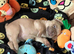1 male frenchie puppy left