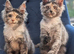 Tica registered Maine coon kittens