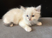 Last male / crisp white/ lilac/..seal ragdoll kittens