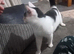 2 year old cat