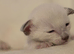 Sweet siamese little boy