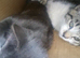 Adorable kittens