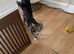 Tabby striped kitten