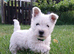 Westie puppies K C Registered Kent