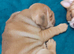 English Bulldog puppys