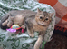 2 males Chinchilla British Shorthair Kitten For Sale